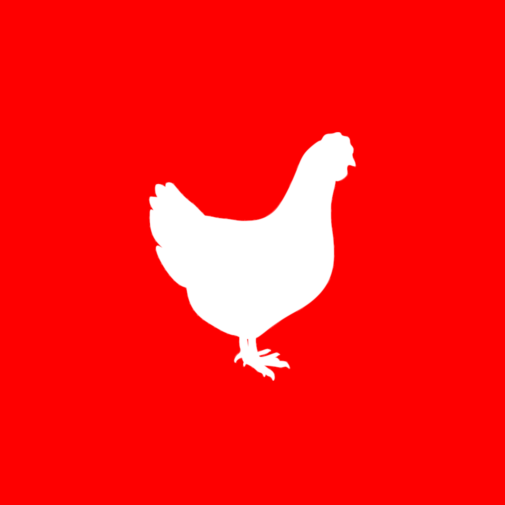 دجاج